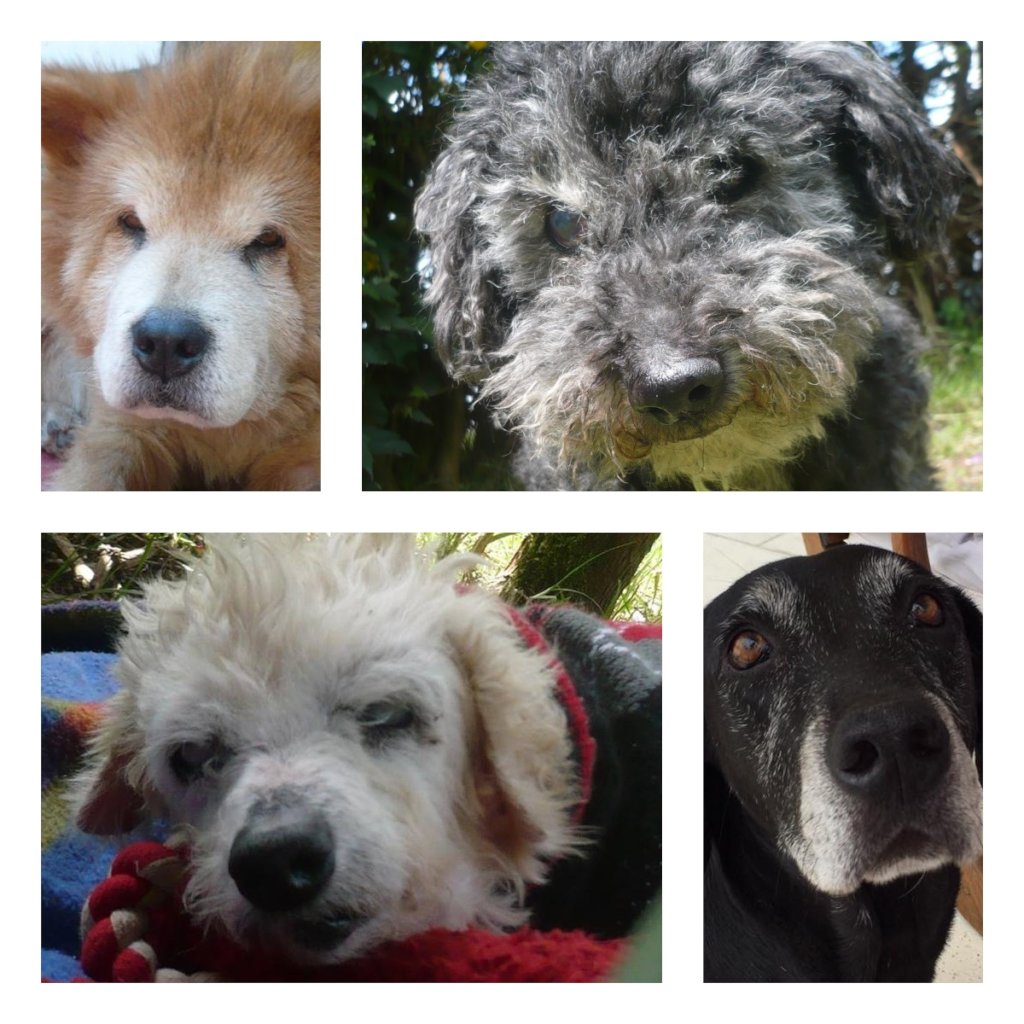 Safe Haven for 100 special strays in Colombia