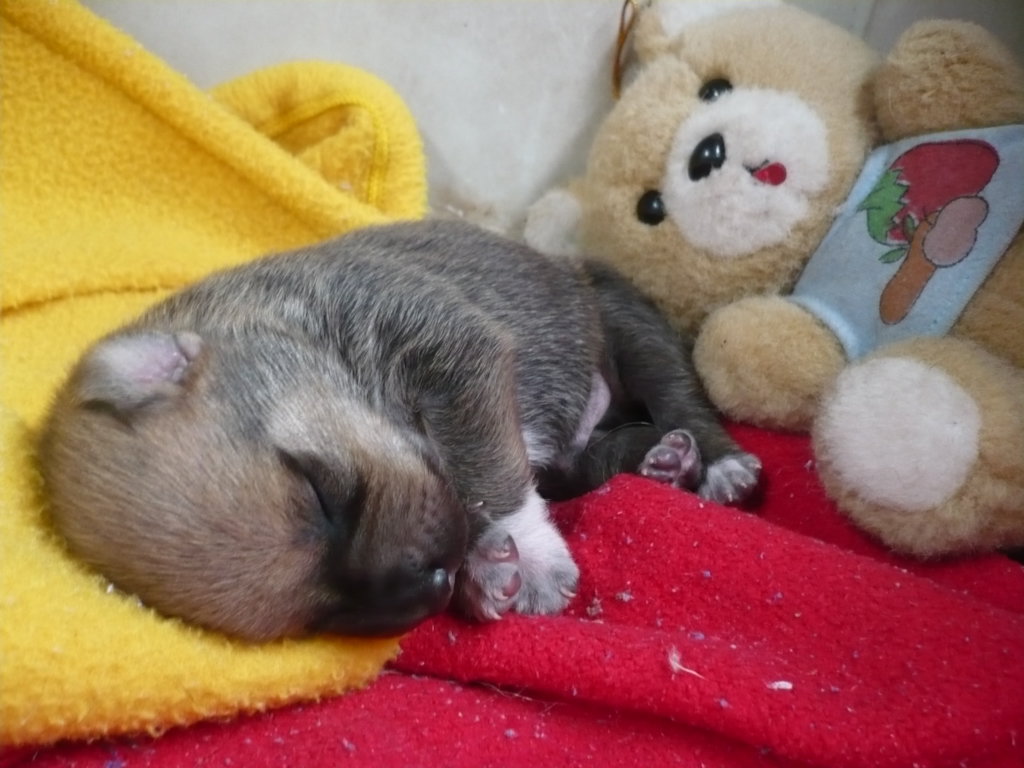 Safe Haven for 100 special strays in Colombia