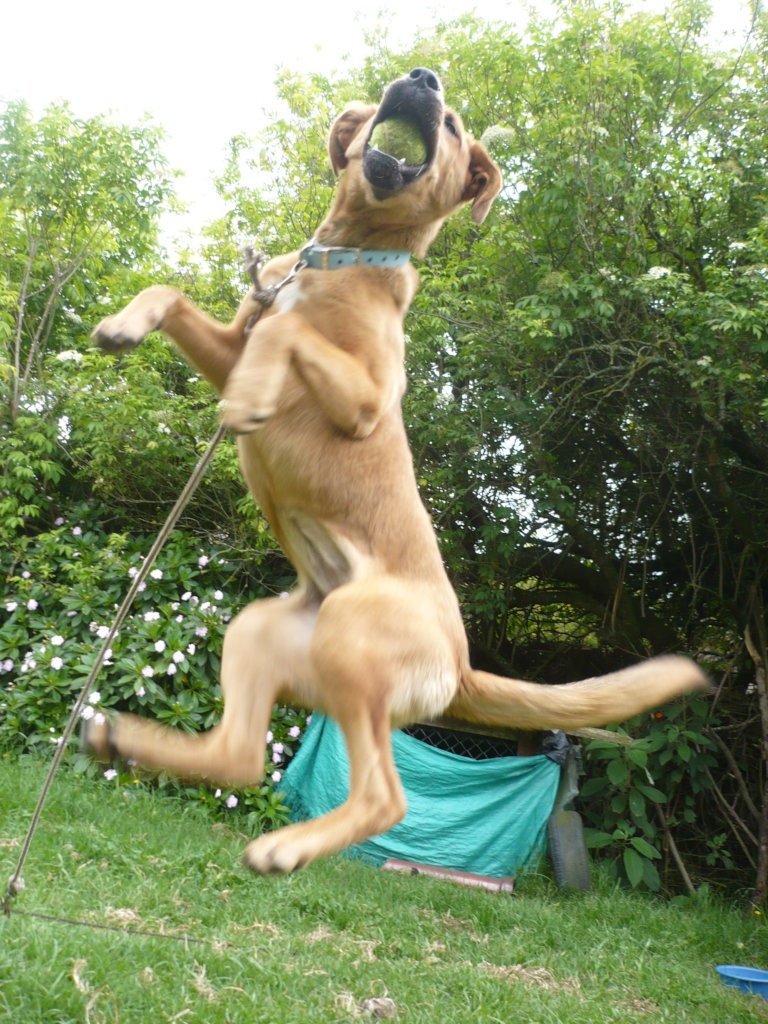 Safe Haven for 100 special strays in Colombia