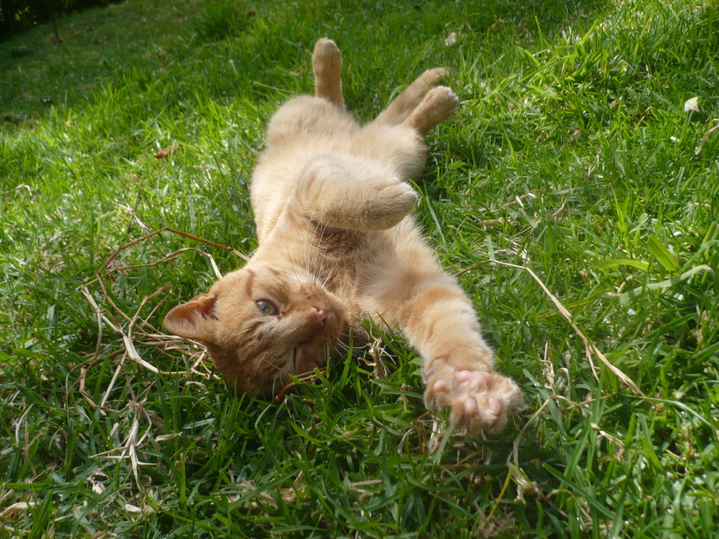 Safe Haven for 100 special strays in Colombia