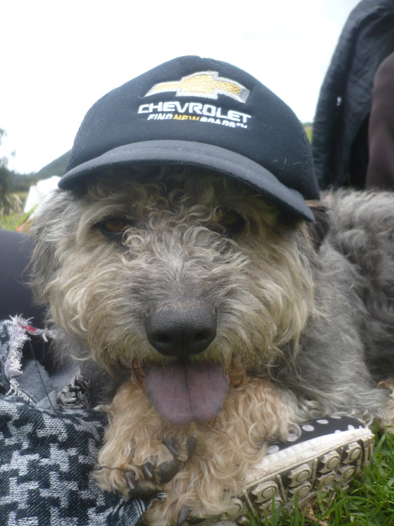 Safe Haven for 100 special strays in Colombia