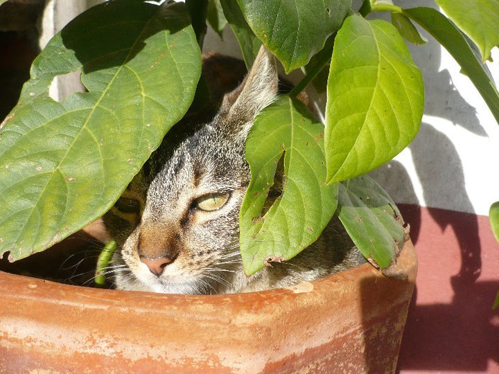 Safe Haven for 100 special strays in Colombia