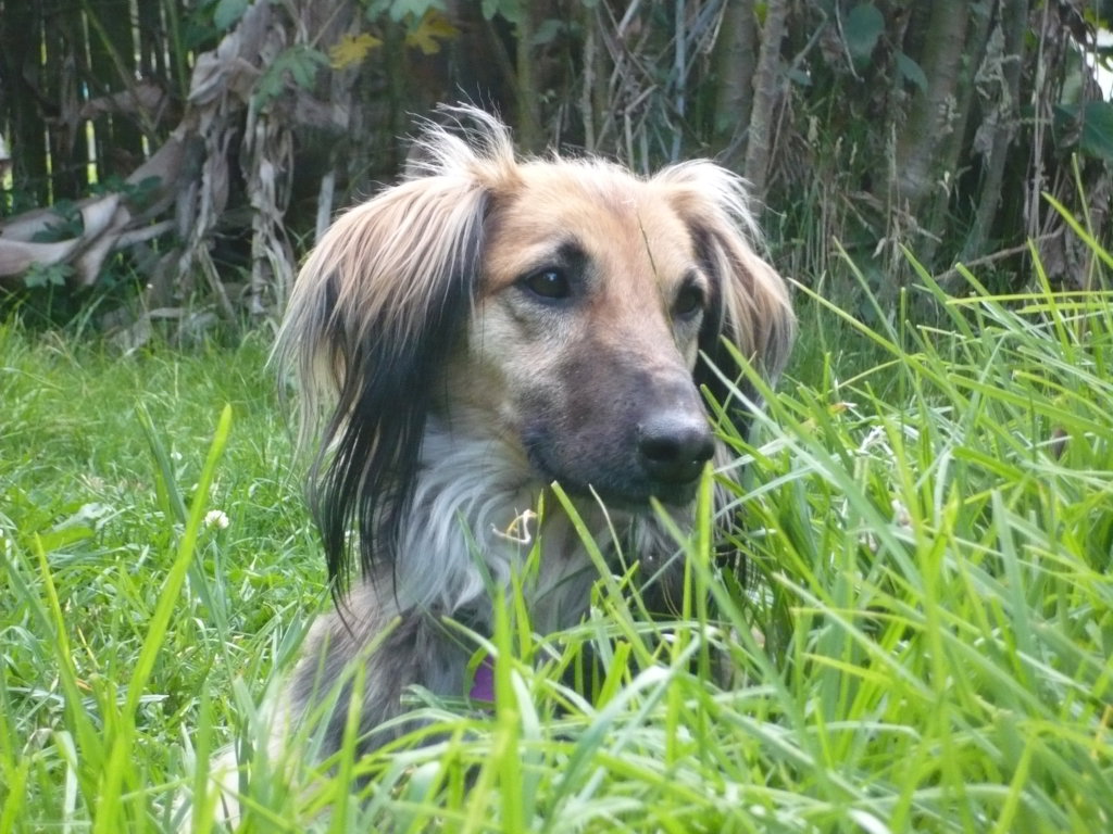 Safe Haven for 100 special strays in Colombia