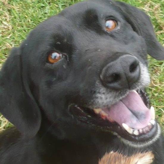 Safe Haven for 100 special strays in Colombia