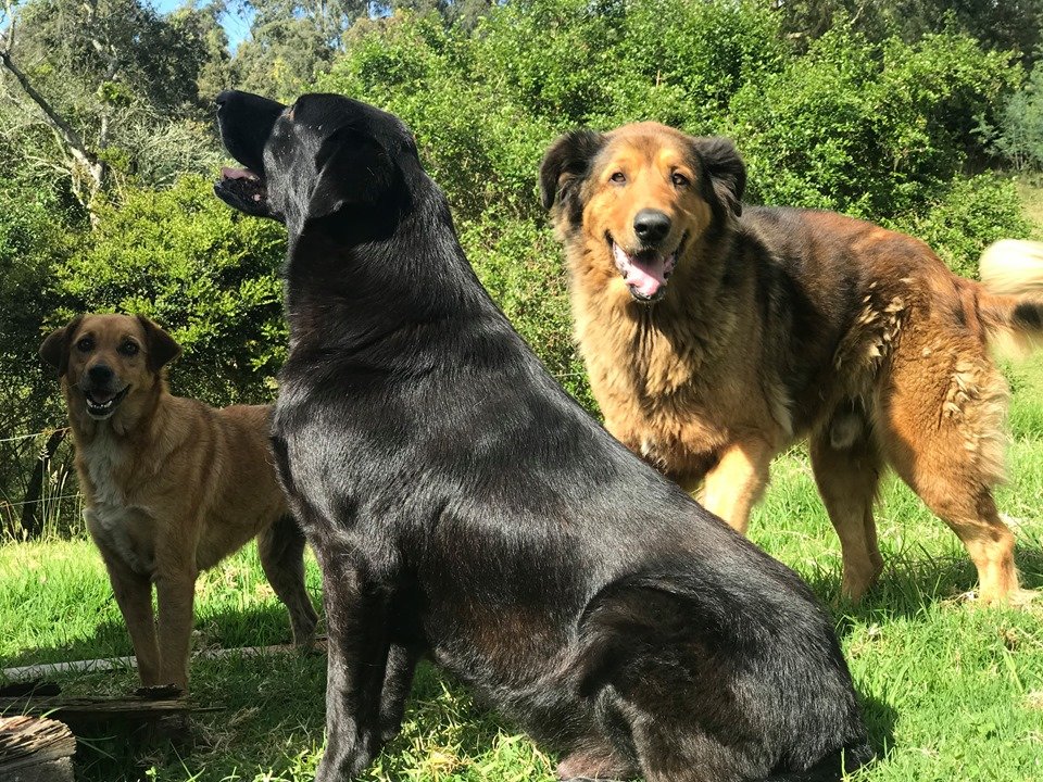Safe Haven for 100 special strays in Colombia
