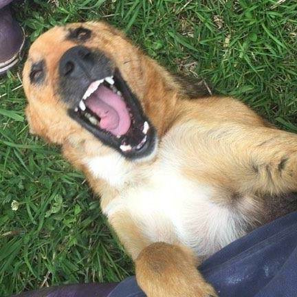 Safe Haven for 100 special strays in Colombia