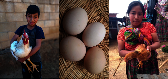 Give efficient stoves to 100 Guatemalan families