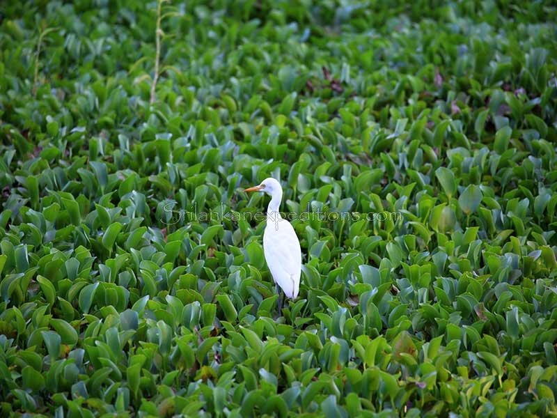 Initiative to Anavilundawa Bird Sanctuary Conserve