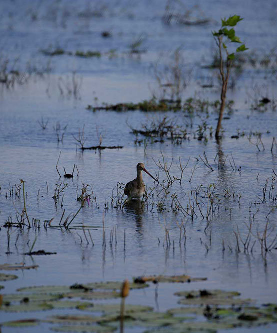 Initiative to Anavilundawa Bird Sanctuary Conserve