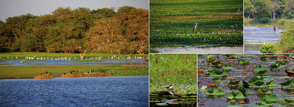 Initiative to Anavilundawa Bird Sanctuary Conserve