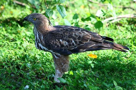 Initiative to Anavilundawa Bird Sanctuary Conserve