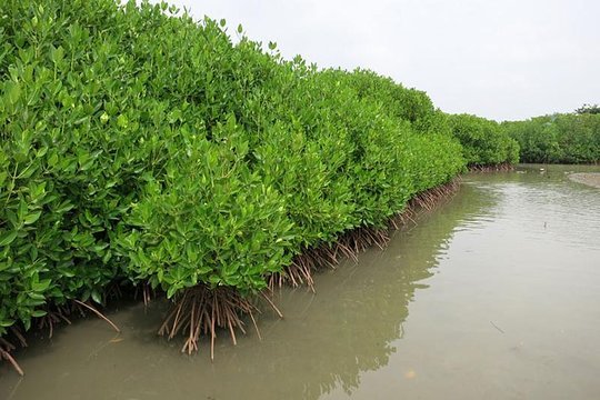 Initiative to Anavilundawa Bird Sanctuary Conserve