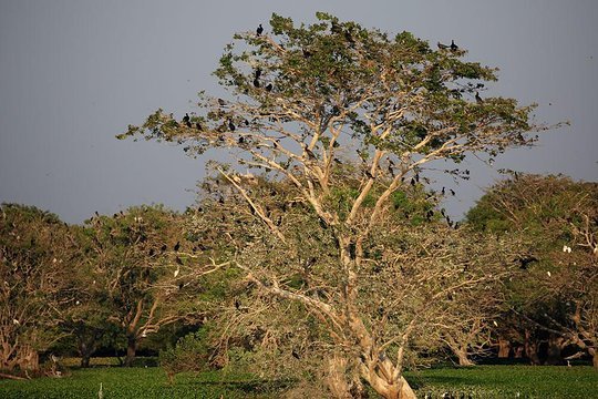 Initiative to Anavilundawa Bird Sanctuary Conserve