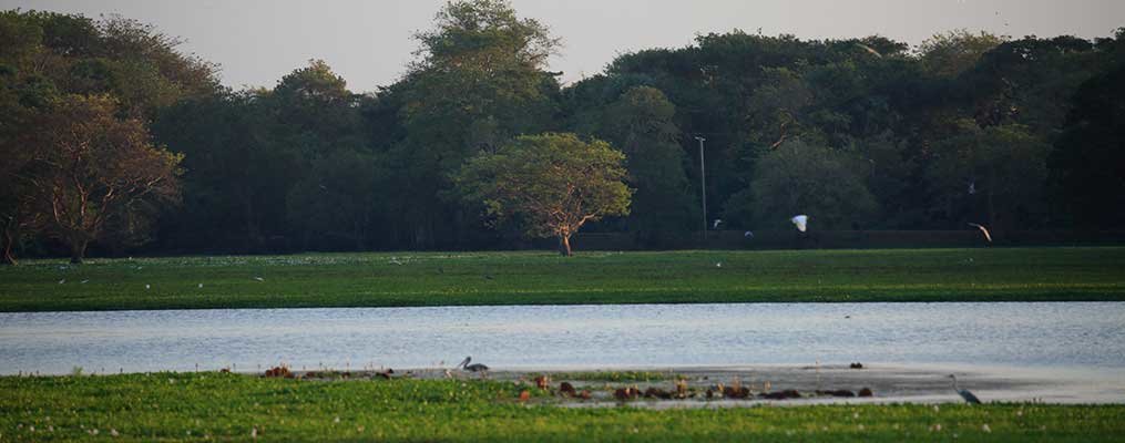 Initiative to Anavilundawa Bird Sanctuary Conserve