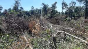Forest Encroachment Documentation