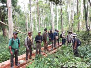 illegal Logging