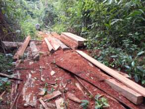 Forest Crime and illegal logging