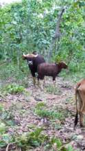 Record of Wildlife in Prey Lang
