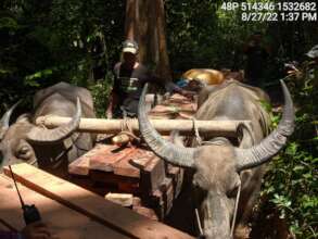 Logs transportation by Water Buffaloes