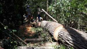 A cut tree photographed by the PLCN in Prey Lang.