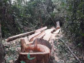 Felled trees documented on recent patrol