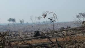 Widespread deforestation in Prey Lang
