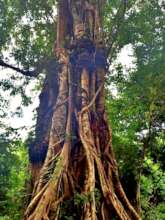Beautiful tree found on patrol (From PLCN Report)