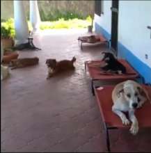 Red de Apoyo canino High beds donation