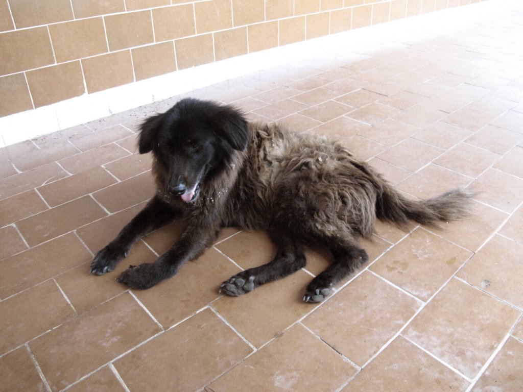 Make+200 senior rescue Venezuelan dogs feel athome