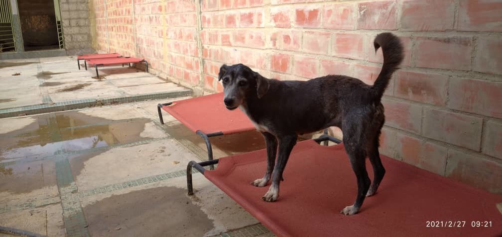Make+200 senior rescue Venezuelan dogs feel athome