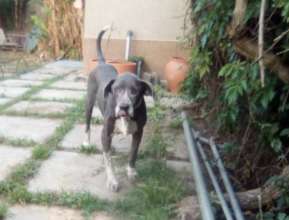 Gris