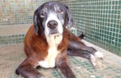 Make+200 senior rescue Venezuelan dogs feel athome