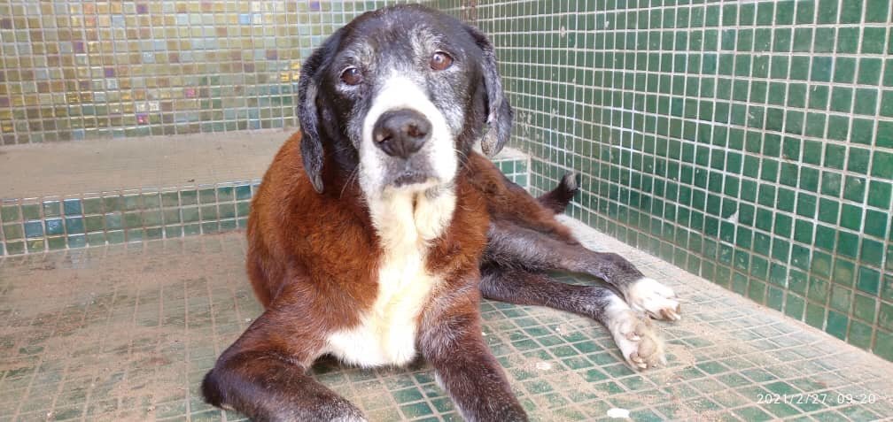 Make+200 senior rescue Venezuelan dogs feel athome