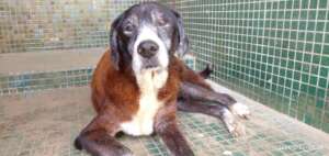 Make+200 senior rescue Venezuelan dogs feel athome