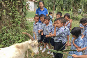 Feeding Goats