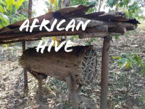 Examples of local hives in our community.