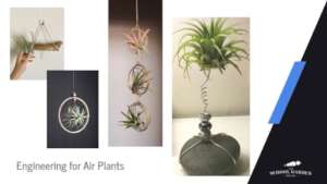 Sample Designs for Air Plant Display