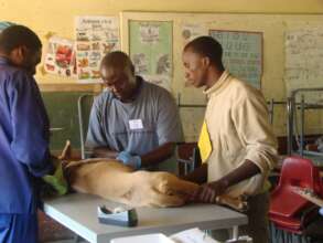 Scene from a past spay clinic.