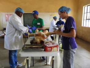 Dr. Noel and Dr. Gaby ready to start a spay!