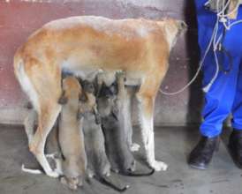 The reason for these clinics