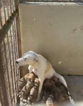 She was surrendered with twelve puppies