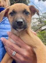 An abandoned puppy under our care