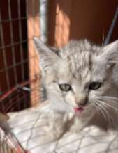 An abandoned kitten under our care