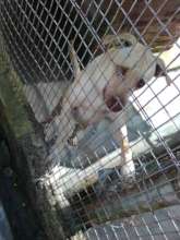 Dog was surrendered due to owner's circumstances