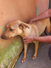 Rescued dog, very scared of humans.