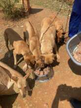 Trying our 'home-made' dog food recipe