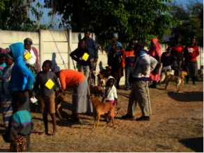 Ndlambeni Spay Clinic June 2018