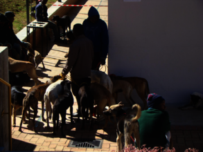 Mpolongeni Spay Clinic August 2018