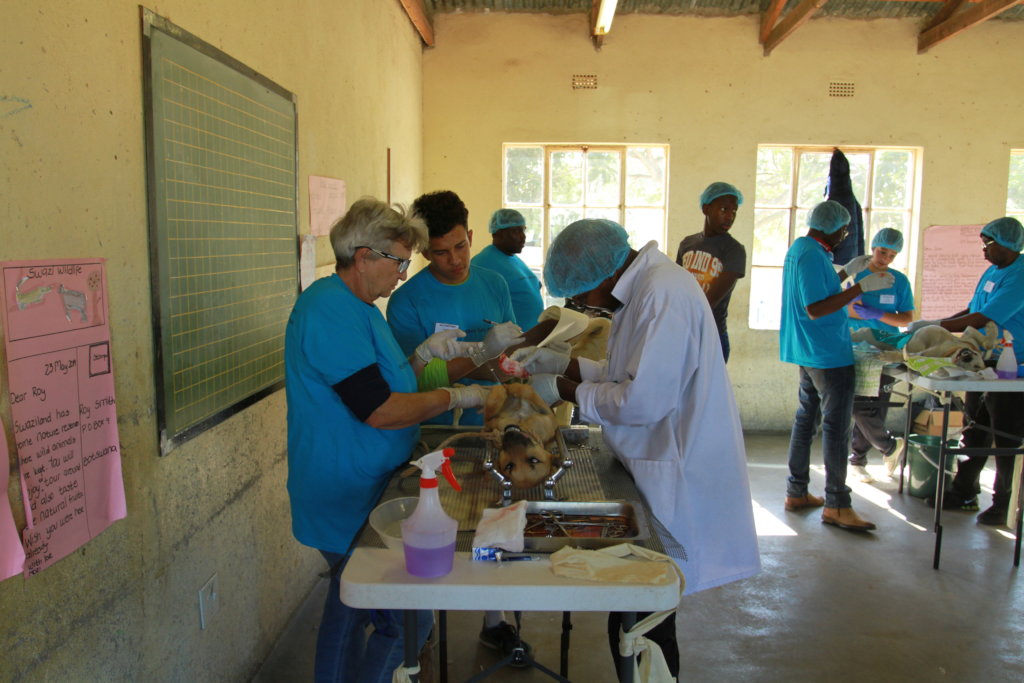Spay and Neuter Cats and Dogs in Rural Eswatini