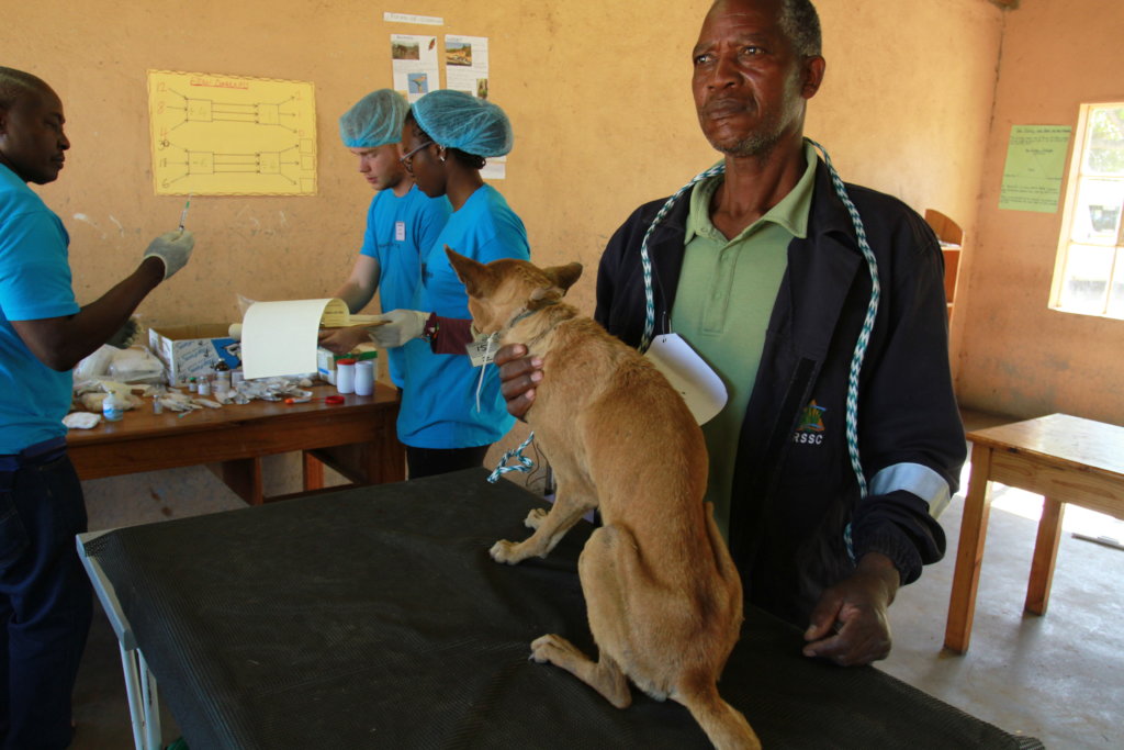 Spay and Neuter Cats and Dogs in Rural Eswatini